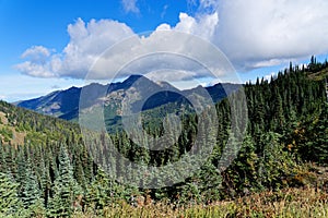 Douglas Fir forests on the Hurricane Hill Trail