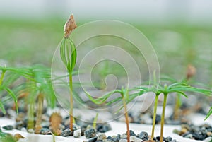 Douglas Fir germinate.