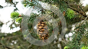 Douglas fir (Oregon pinecone) cone. Pseudotsuga menziesii