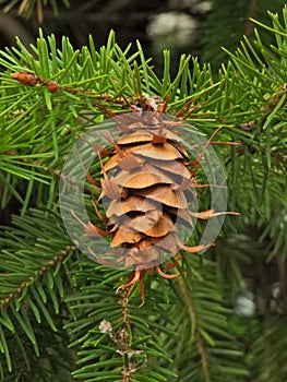 Douglas Fir pine cone in spring