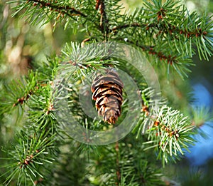 Douglas Fir Or Pseudotsuga Menziesii