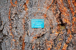 Douglas Fir Tree Bark