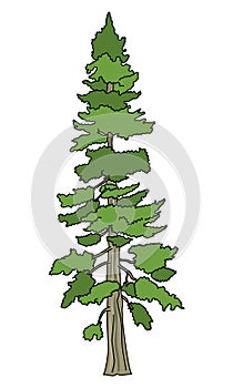 Douglas Fir Tree illustration vector