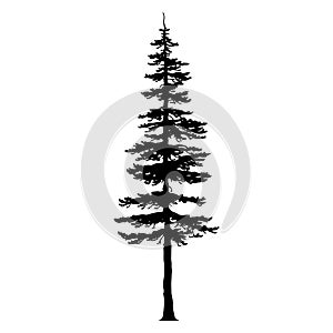 Douglas Fir tree silhouette