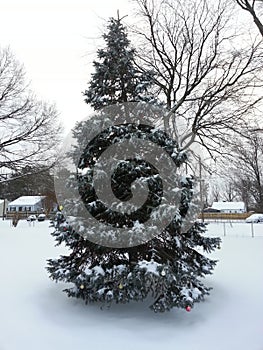 Douglas fir tree with snow on branches