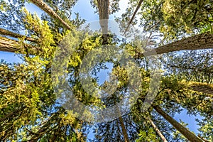 Douglas fir trees from below in Cathedral Grove, MacMillan Provincial Park, Vancouver island, Bristish Columbia Canada