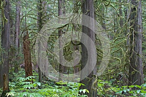 Douglas Fir trees in Rain Forest