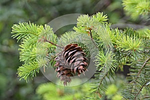 Douglas Fir twig tips and cones in springtime