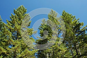 Douglas Firs