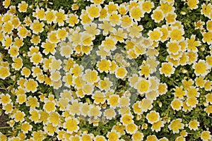 `Douglas` Meadowfoam` flowers - Limnanthes Douglasii photo