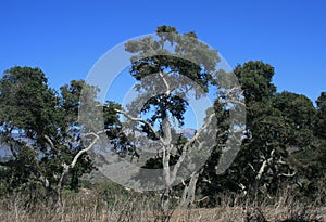 Douglas Preserve Oaks