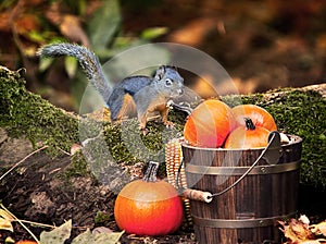 Douglas`s Squirrel Bucket of Pumpkins