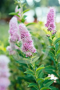 Douglas spirea