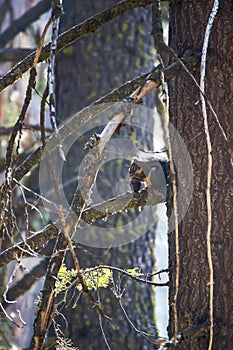 Douglas Squirrel or Chickaree eating Pine Cone in Forest