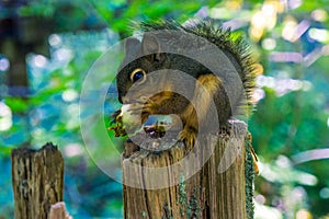 Douglas Squirrel chipmunk with acorn close up