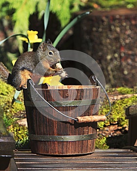 Douglas Squirrel Eating Peanut from Bucket