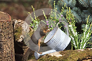 Douglas Squirrel Eating Peanut from Watering Can