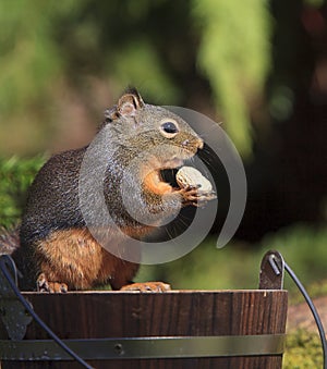 Douglas Squirrel Holding Peanut Standing on Wood Bucket