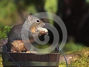 Douglas Squirrel Holding Peanut Standing on Wood Bucket 2