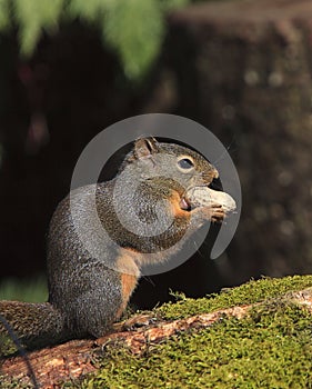 Douglas Squirrel on Mossy Log