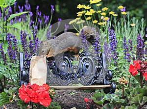 Douglas Squirrel on Park Bench with Bag Lunch