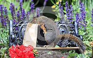 Douglas Squirrel Peaking into Paper Lunchbag