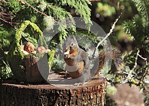 Douglas Squirrel on Pine Stump Eating