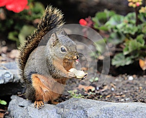 Douglas Squirrel sitting on Rock eating Peanut
