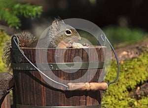 Douglas Squirrel Sitting in Wood Bucket