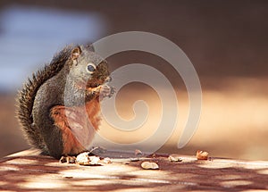 Douglas Squirrel Standing Eating Peanut