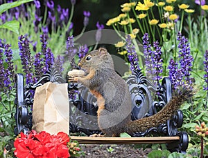 Douglas Squirrel Standing Park Bench Eating Peanut 2