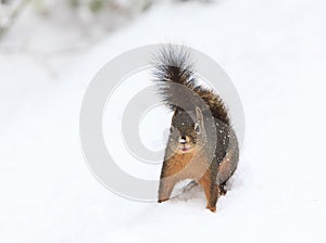 Douglas Squirrel Standing in Snow