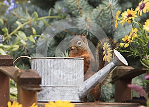 Douglas Squirrel Standing at Watering Can