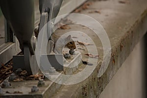 Douglas Squirrel ( Tamiasciurus douglasii ) on a concrete ledge