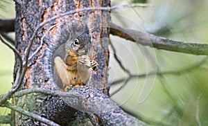 Douglas squirrel Tamiasciurus douglasii eating a nut photo