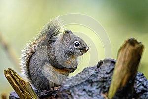 Douglas squirrel Tamiasciurus douglasii in the woods