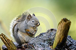 Douglas squirrel Tamiasciurus douglasii in the woods photo