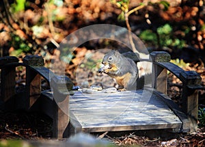 Douglas Squirrel on Wood Bridge