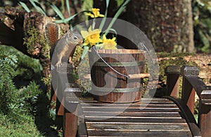 Douglas Squirrel on Wood Bridge Looking into Wood Bucket