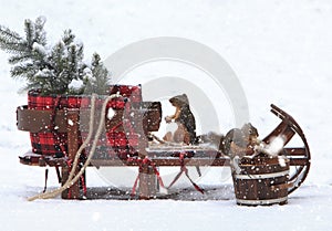 Douglas Squirrels on Wooden Vintage Sleigh