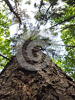 Douglaska from bellow to the sky