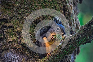 Douglass squirrel eating a pine