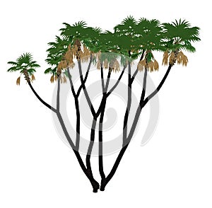 Doum, doom palm or gingerbread tree, hyphaene thebaica - 3D render