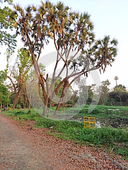The doum palm trees with its branches at calcutta botanic garden one of the tourist attraction .