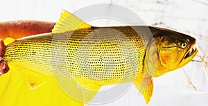 Dourado fish. Fish from rivers with fresh water that has a golden color photo
