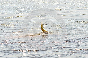 Dourado fish hooked by a artificial bait fighting and jumping out of water