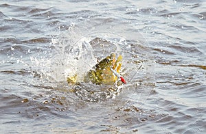 Dourado fish hooked by a artificial bait fighting and jumping out of water photo