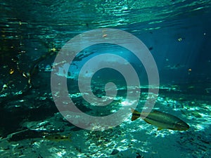 Dourado swimming in clear river photo