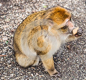 Animals monkey, Marocco