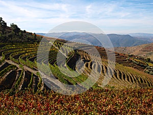 Douro Porto wine region vineyards landscape Portugal photo